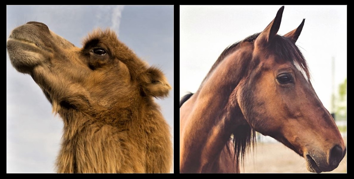 From A Camel To A Racehorse? Almost.